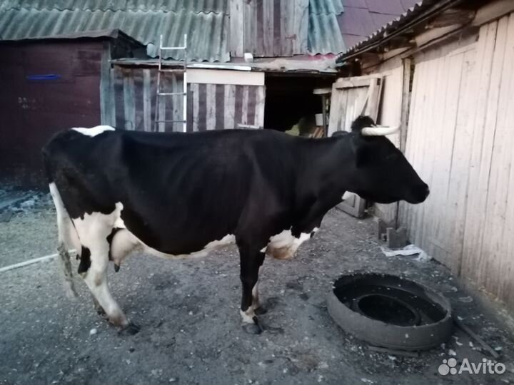 Корова высокоудойная