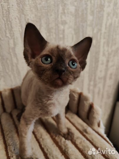 Котята девон-рекс
