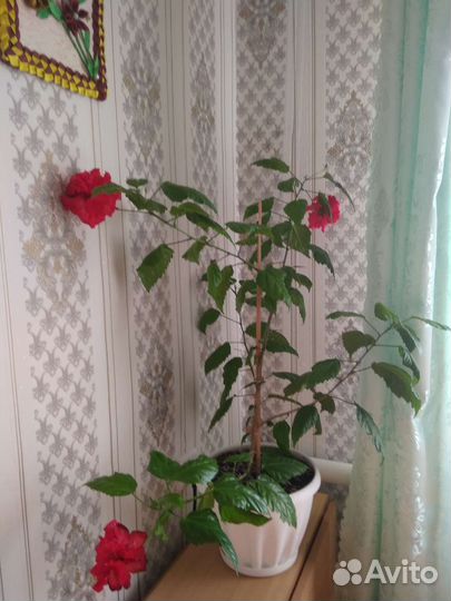 Цветы розы комнатные