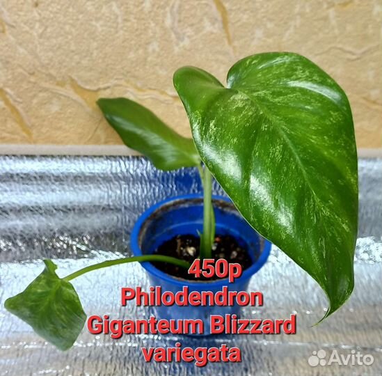 Сингониумы, филодендроны сортовые