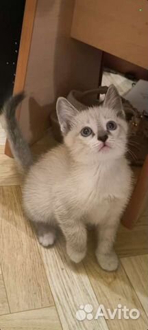 Тайский котенок (мальчик) объявление продам