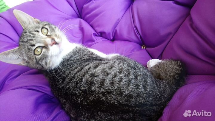 Мартовский сын дикого кота