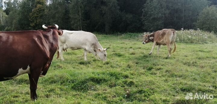 Молоко коровье домашнее