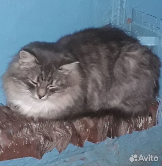 Котик ищёт хозяина