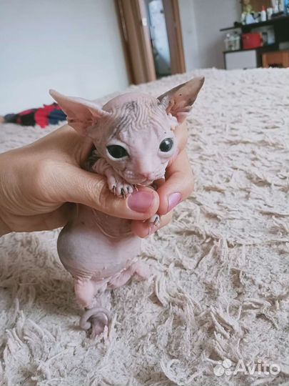 Донской сфинкс котята