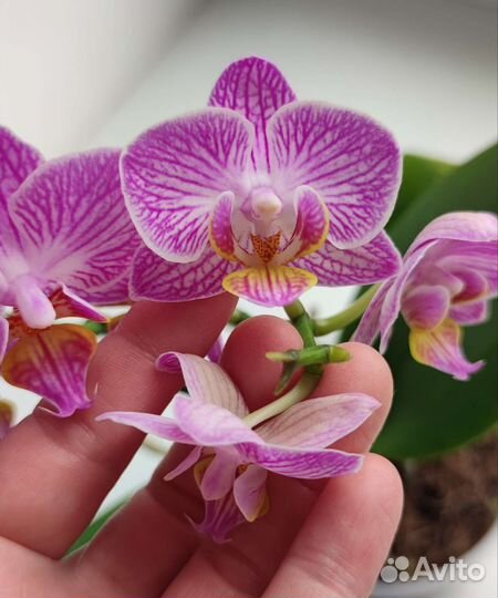 Орхидея фаленопсис