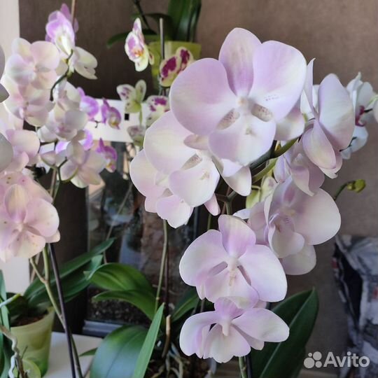 Орхидея фаленопсис Биг Лип Венецианский карнавал