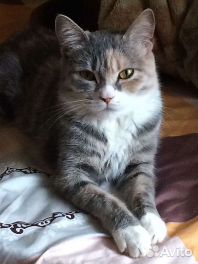 Отдам кошку бесплатно