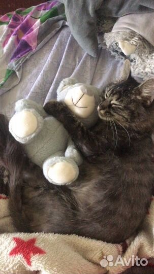 Отдам бесплатно животные