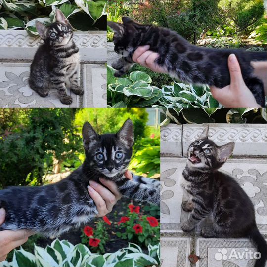 Бенгальские котята редких окрасов