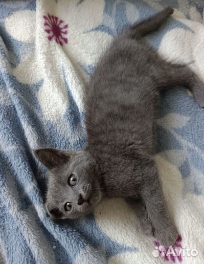 Котёнок девочка