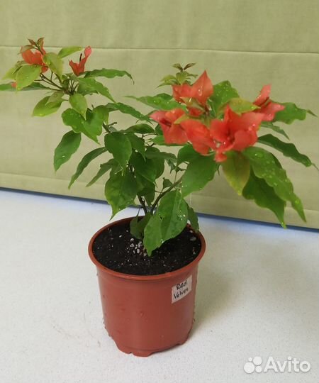 Бугенвиллия Red Velvet