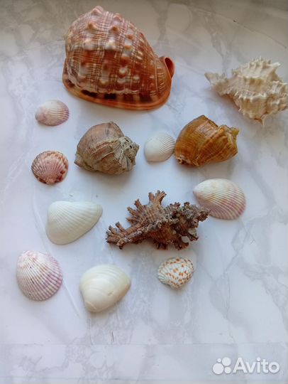 Ракушки для аквариума