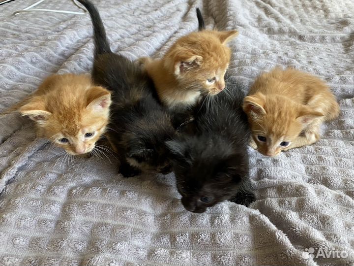 Котята в добрые руки