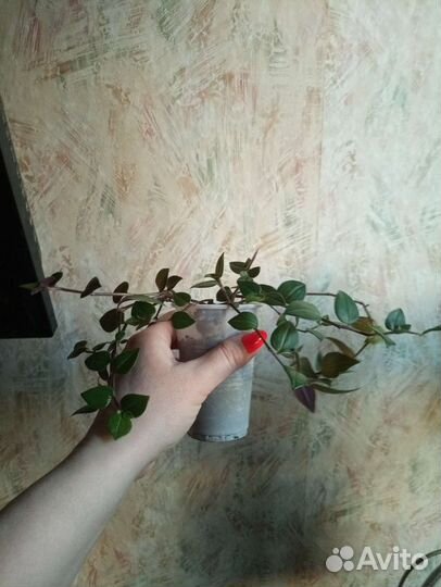 Толстянка. Денежное дерево