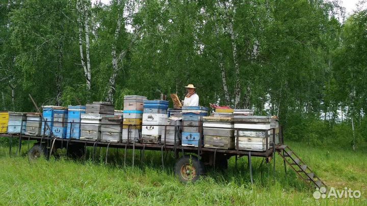 Улей 12-рамочный, Магазин 230