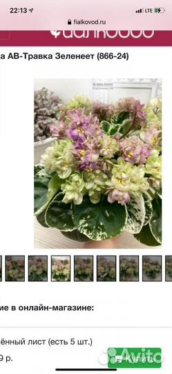 Сортовые сенполии