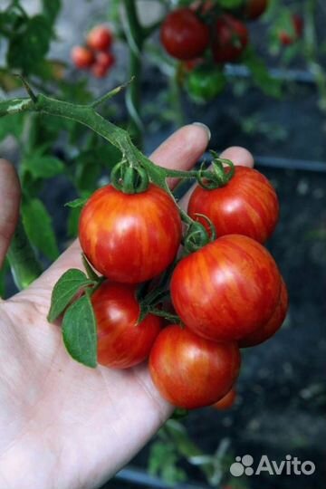 Рассада томатов