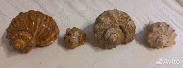 Морские ракушки раковины