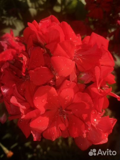 Пеларгония герань