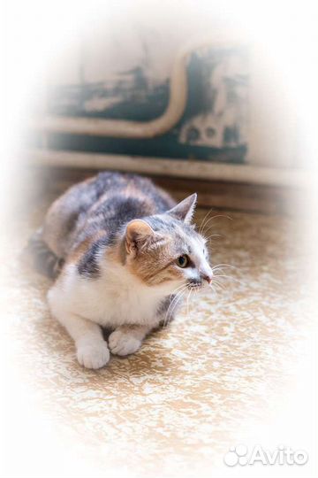 Кошка Лиза