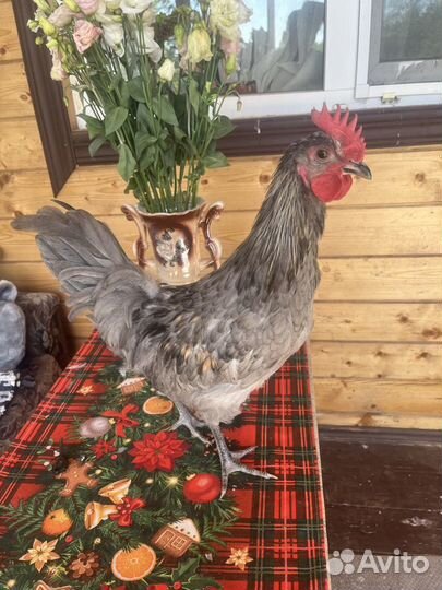 Молодые петухи