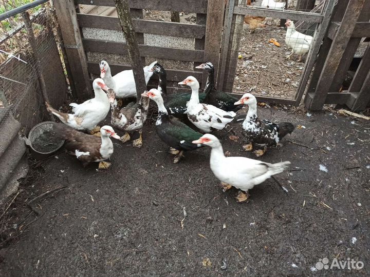 Индоутка мускусная утка