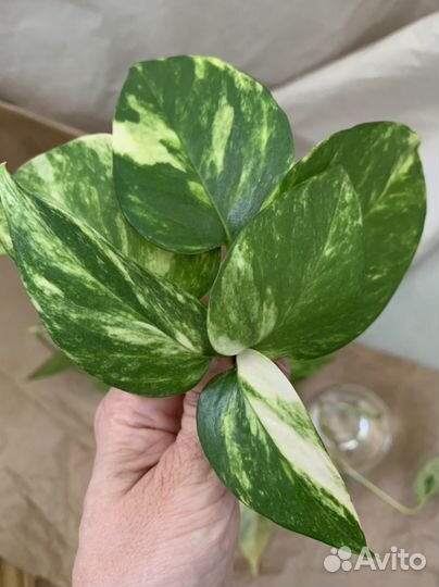 Отростки сциндапсус золотистый и марбл квин