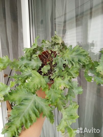 Флебодиум davana