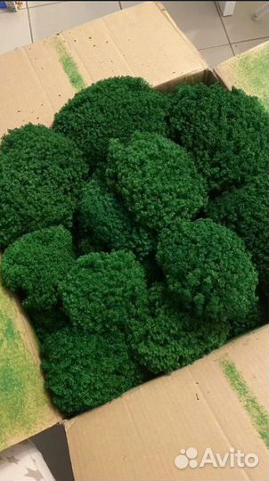 Стабилизированный мох для помещений ягель кочка