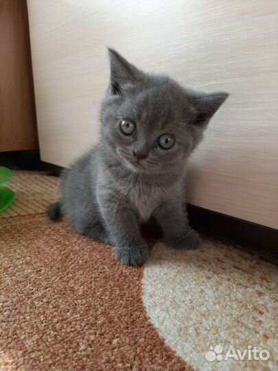 Шотландские котята