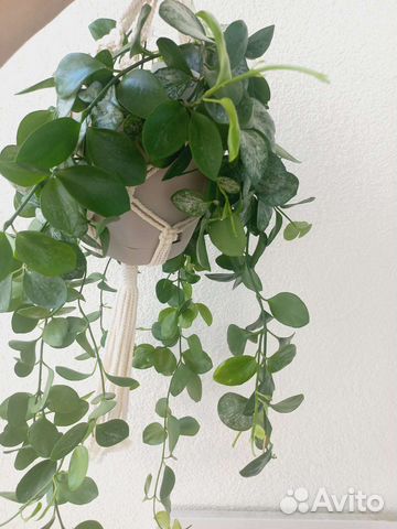 Хойи взрослые