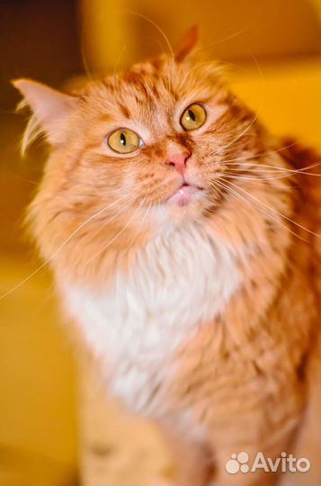 В добрые руки очаровашки