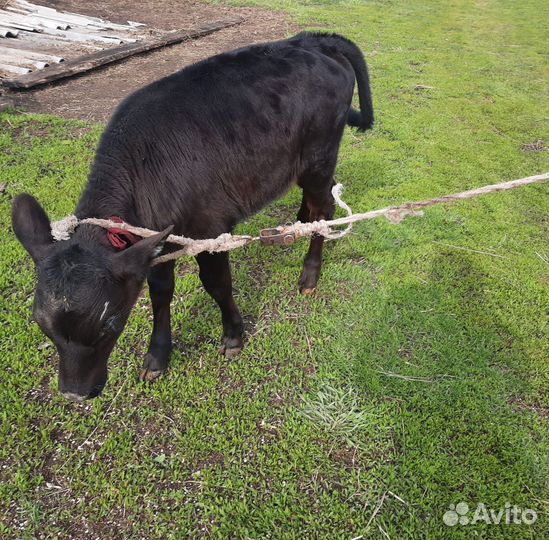 Телята 1,5 месяца