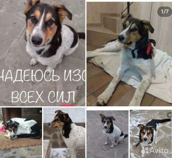Собака