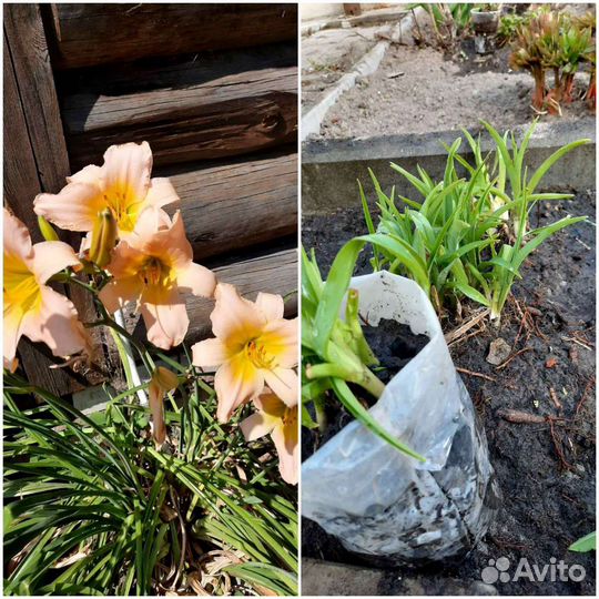 Садовые растения, многолетние