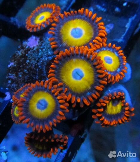 Kораллы для морского аквариума