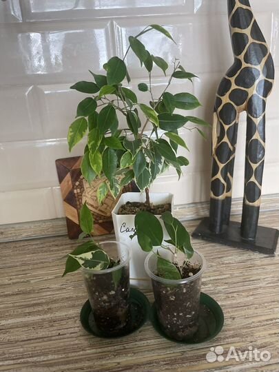 Фикус бенджамина саманта