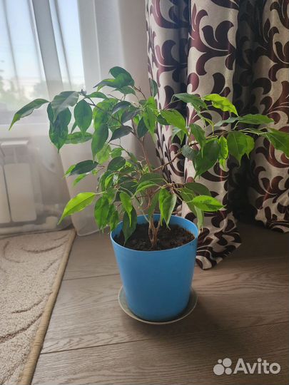 Фикус бенджамина