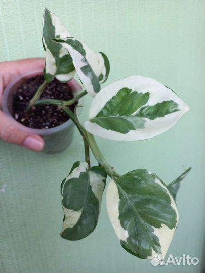 Эпипремнумы, сциндапсусы