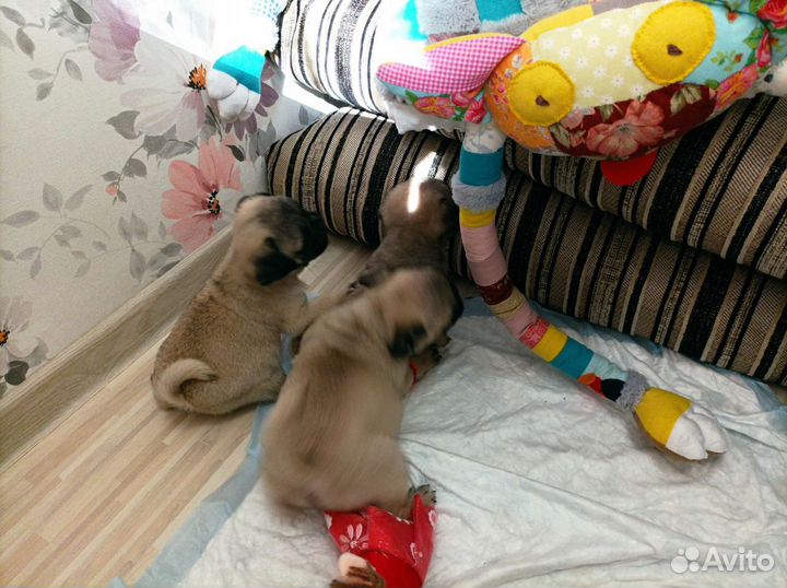 Щенки мопса