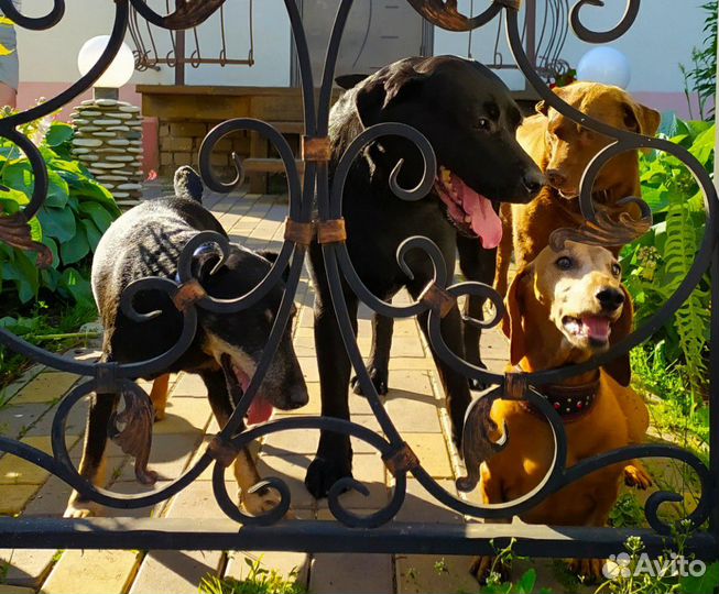 Передержка домашних животных