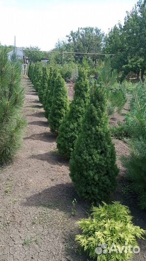 Ель канадская коника