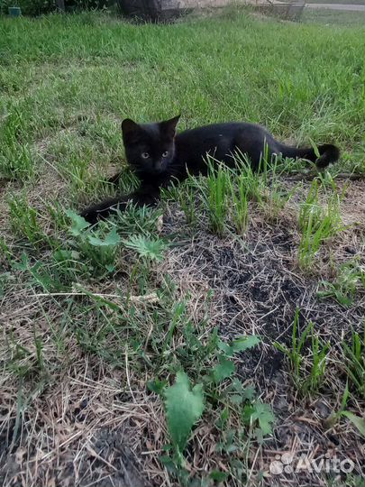 Черная кошка бесплатно