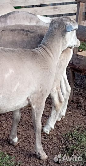 Обезроживание козлят термокаутером