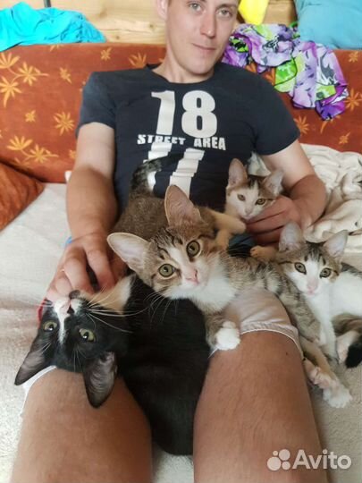 Кошка в дар бесплатно