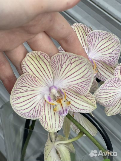 Каскадные орхидеи