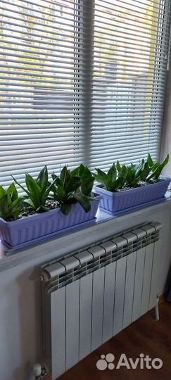 Сансевиерия