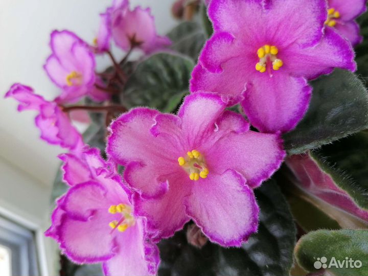 Фиалки сортовые