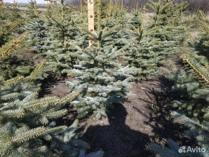 Голубая ель